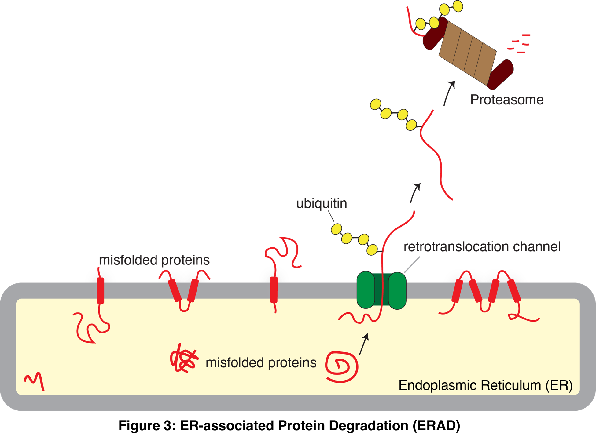 ER-associated Protein Degradation (ERAD) Diagram of ER-associated Protein Degradation (ERAD)