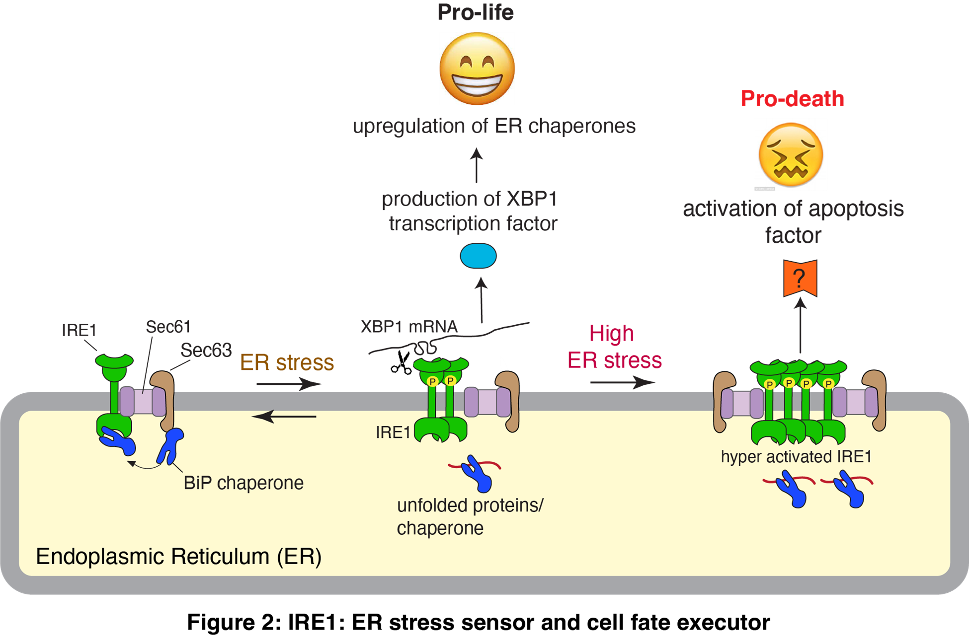 IRE1: ER stres sensor and cell fate executor Diagram of IRE1: ER stres sensor and cell fate executor