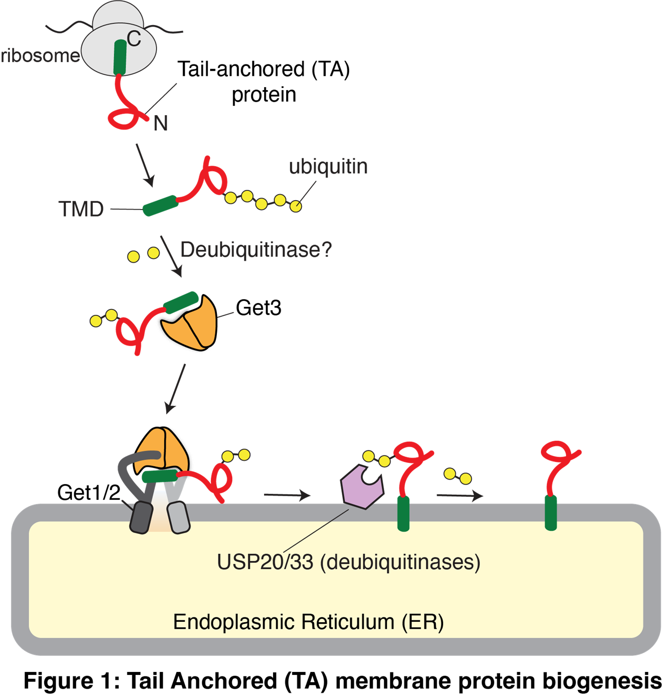 Tail Anchored (TA) membrane protein biogenesis Diagram of Tail Anchored (TA) membrane protein biogenesis